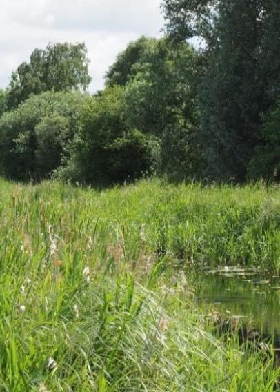 Image of countryside with river and tall grasses